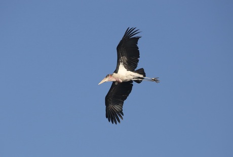 Marabou Stork