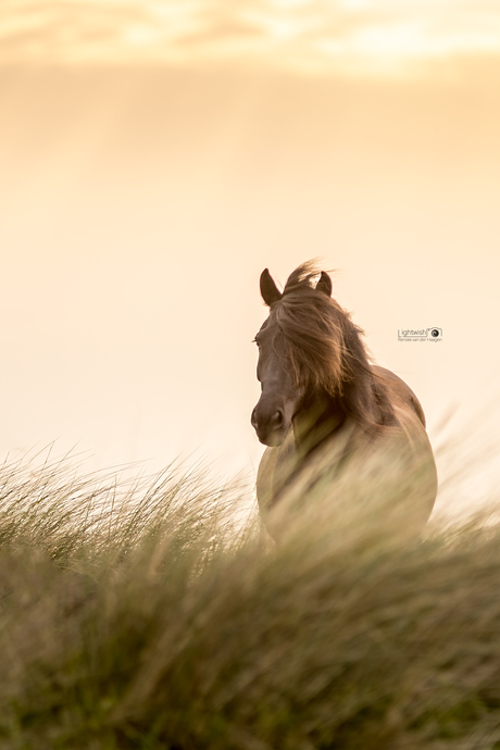 Bera in de duinen