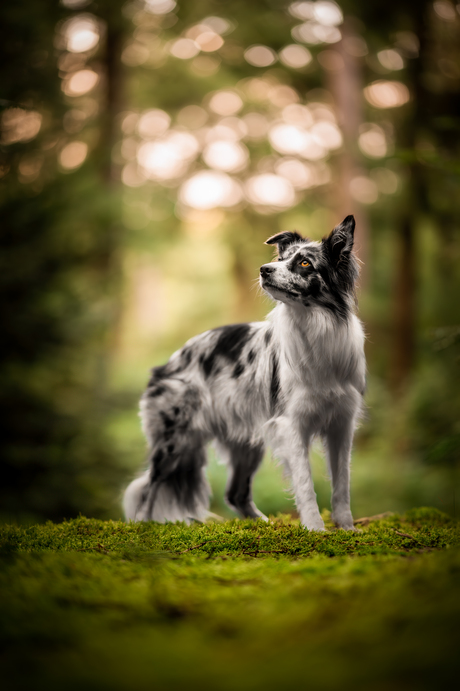 Watching the autumn coming