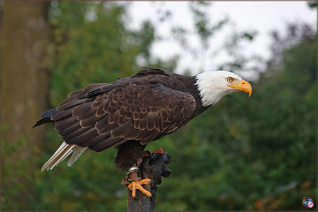 Amerikaanse Zeearend …