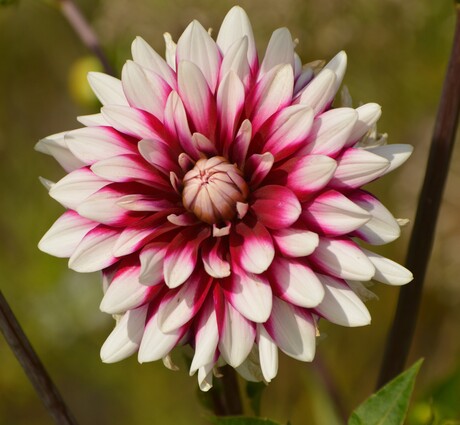 Dahlia