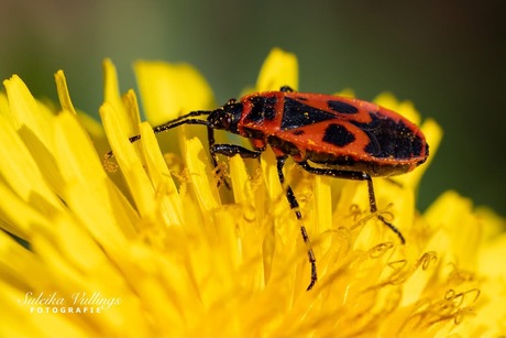 Vuurwants aan het werk