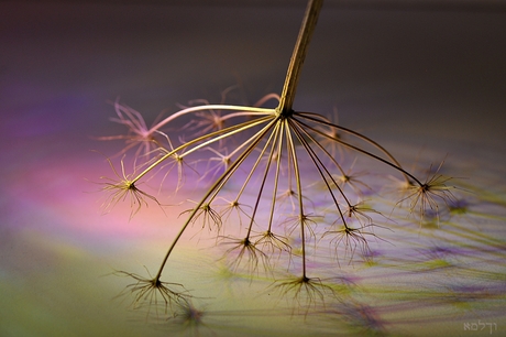 Uitgebloeide schermbloem