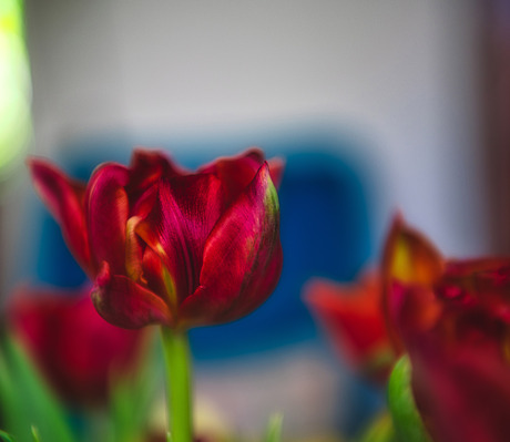 Tulpen in de kamer