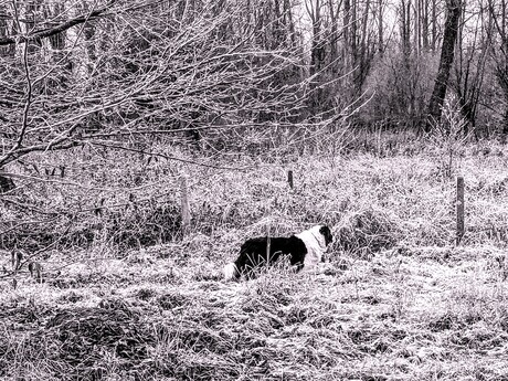 Border Collie in een bevroren landschao