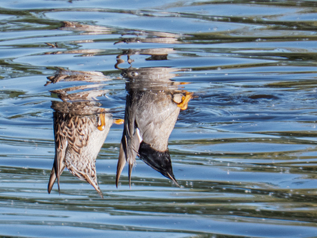 Het is maar hoe je er naar kijkt