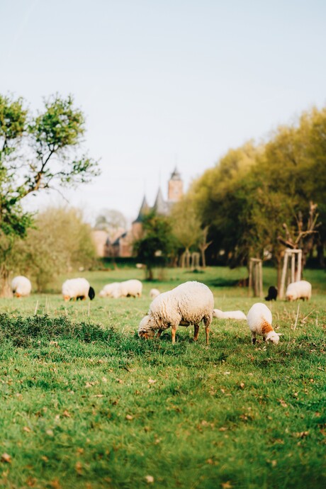 Sereen Alden Biesen.