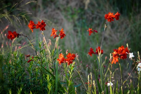 Crocosmia 