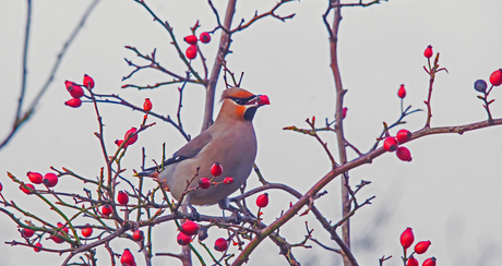 pestvogel