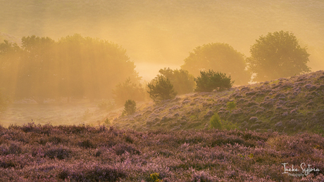 Gouden gloed op de Posbank