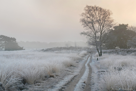 Hilversumse berijpte heide