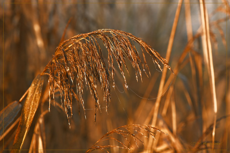 Gouden dauw