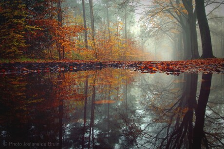 Mist in het bos .........