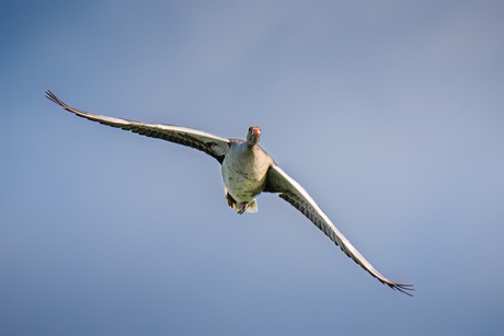 Gans in vlucht