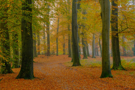 herfstkleuren in het bos
