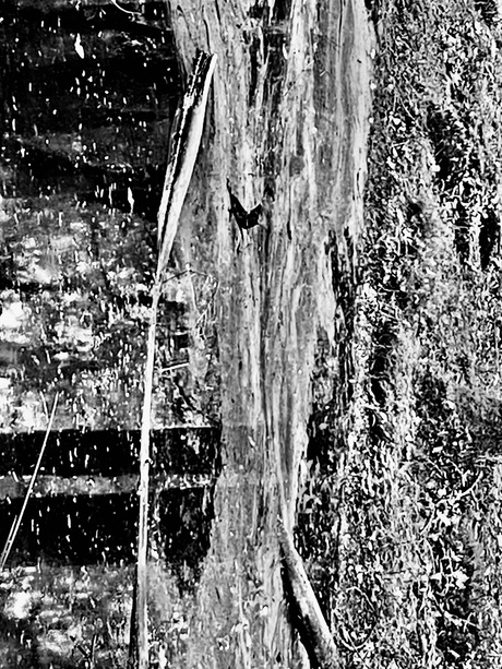 Herfst blad tak water