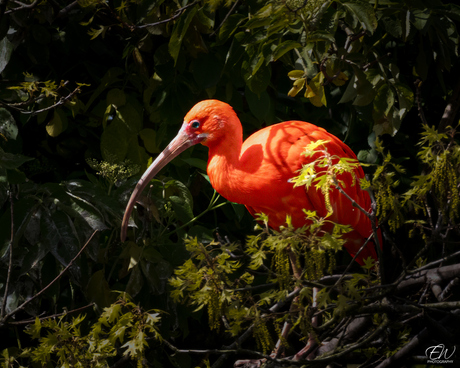 De rode Ibis