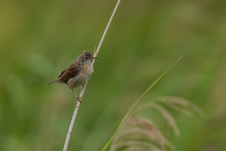 Grasmus