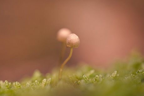  oranjegeel trechtertje (Rickenella fibula), 