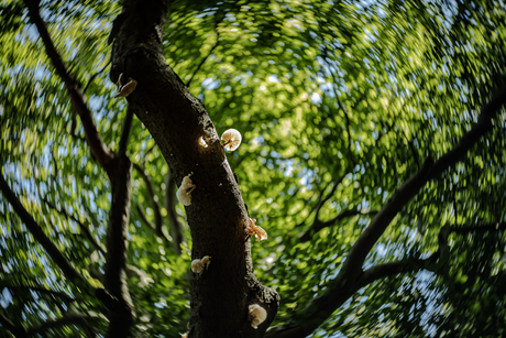 Herfst door de Lensbaby