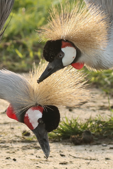 Close-up kraanvogels