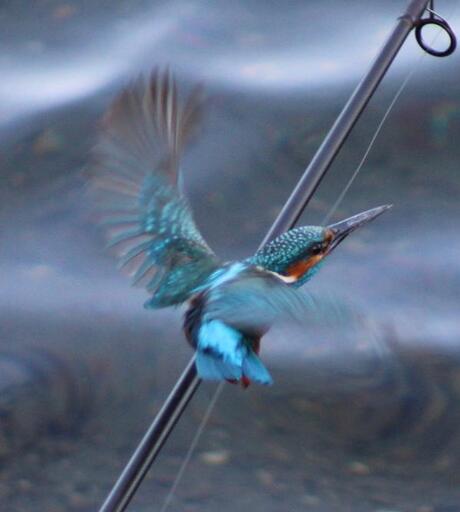 Ijsvogel bij de plas 