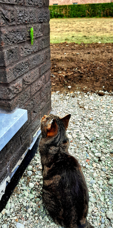 kat met prooi