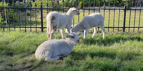 Boerderij 