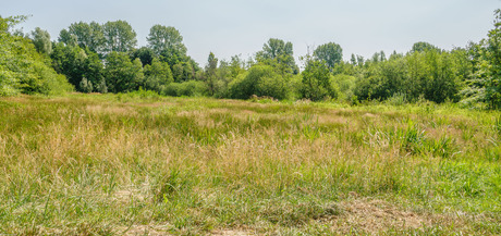 Natuur in wording ---