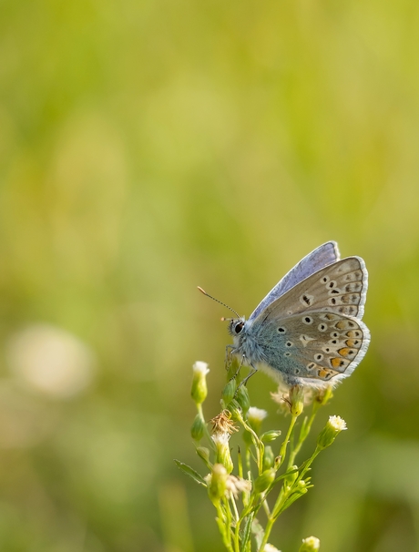 Icarus blauwtje