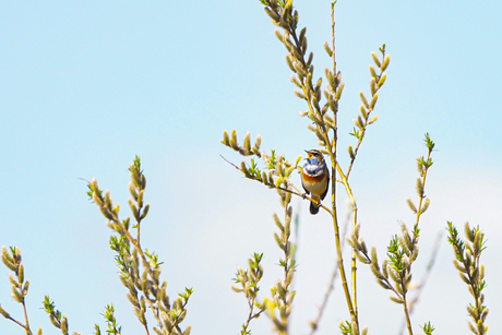 Blauwborst