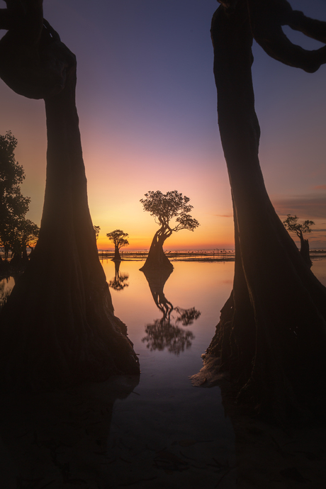 Dansende bomen op Sumba