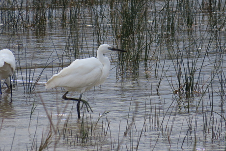 Kleine zilverreiger 