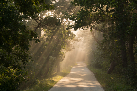 In het bos