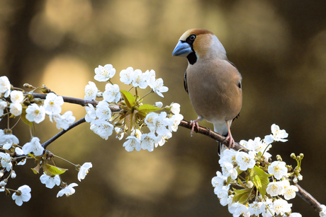 Appelvink