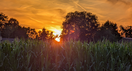 Zonsondergang boven een maiis veld