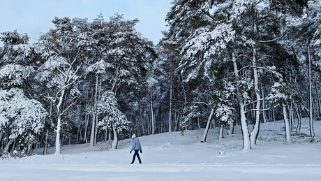 Winter op de Veluwe