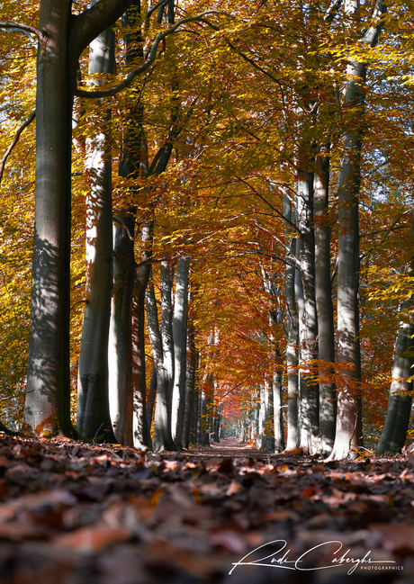 Herfstkleuren