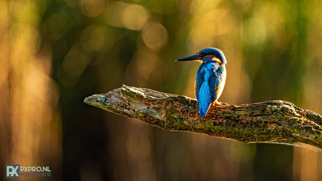 IJsvogel (Kingfisher) 